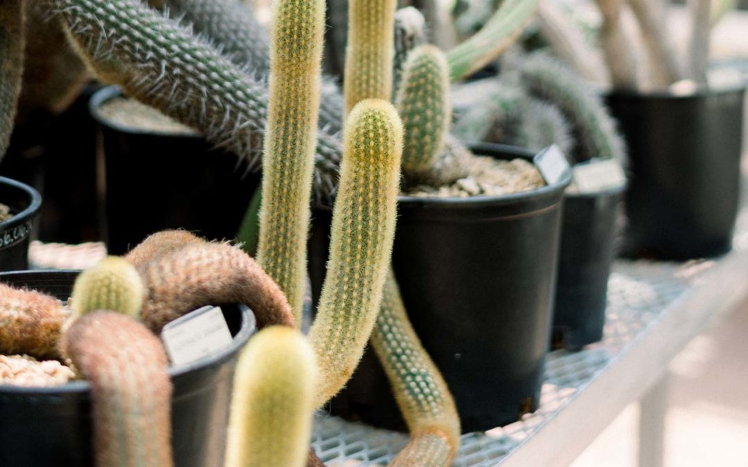 White Succulents Plant Pots